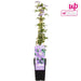 Clematis Justa