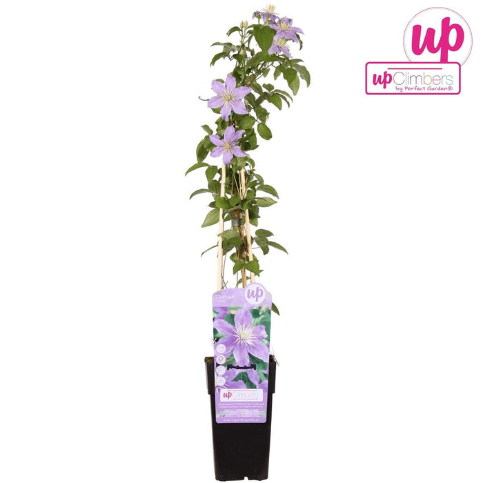 Clematis Justa
