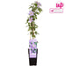 Clematis Justa
