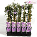 Clematis Justa