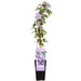 Clematis Justa