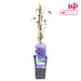 Clematite Le Président - ↨65Cm - Ø15 - Blomstrende Udendørs Plante