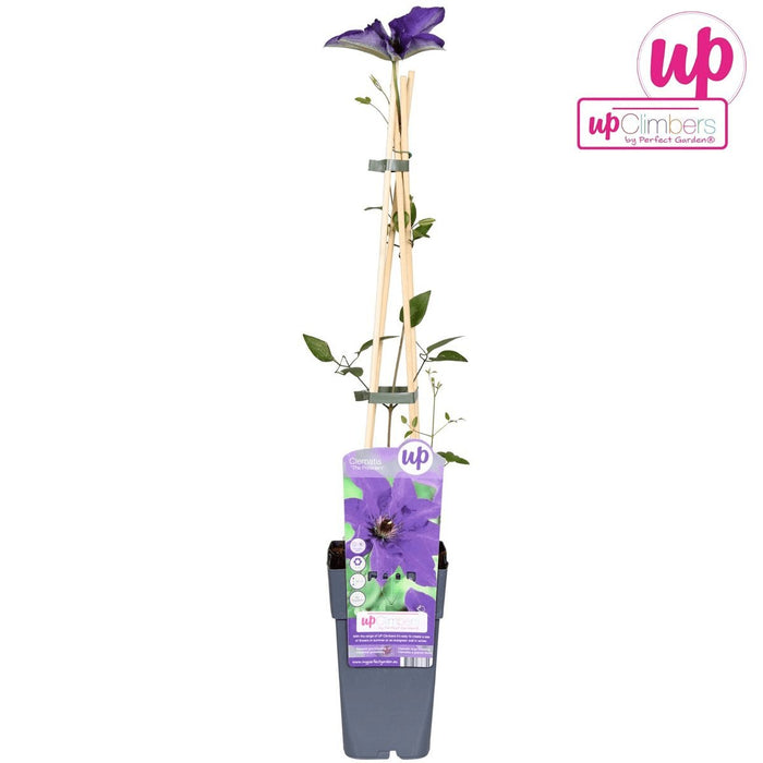 Clematite Le Président - ↨65Cm - Ø15 - Blomstrende Udendørs Plante