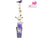 Clematite Le Président - ↨65Cm - Ø15 - Blomstrende Udendørs Plante