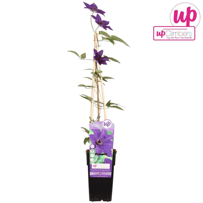 Clematite Le Président - ↨65Cm - Ø15 - Blomstrende Udendørs Plante