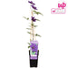 Clematite Le Président - ↨65Cm - Ø15 - Blomstrende Udendørs Plante