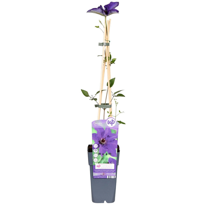 Clematite Le Président - ↨65Cm - Ø15 - Blomstrende Udendørs Plante