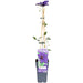 Clematite Le Président - ↨65Cm - Ø15 - Blomstrende Udendørs Plante