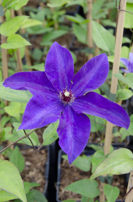 Clematite Le Président - ↨65Cm - Ø15 - Blomstrende Udendørs Plante