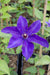 Clematite Le Président - ↨65Cm - Ø15 - Blomstrende Udendørs Plante