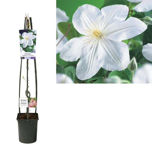 Clematite Madame Le Coultre Hvid D23Cm H115Cm