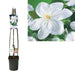 Clematite Madame Le Coultre Hvid D23Cm H115Cm