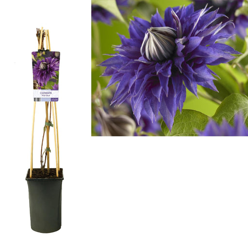 Clematite Multi Blå D17Cm H75Cm