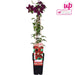 Clematite Niobe - ↨65Cm - Ø15 - Klatreblomstrende Udendørsplante