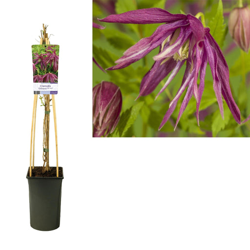 Clematis Octopus D17Cm H75Cm