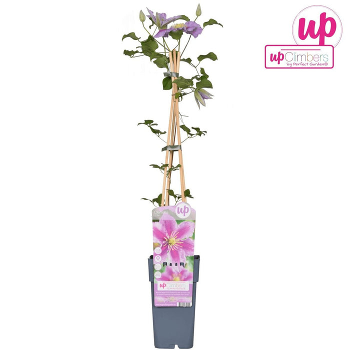 Clematite Peek - ↨65Cm - Ø15 - Klatreblomstrende Udendørsplante
