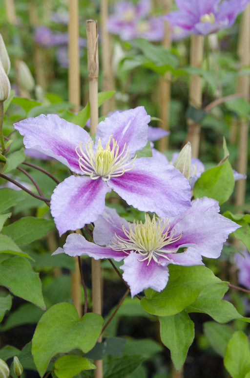 Clematite Peek - ↨65Cm - Ø15 - Klatreblomstrende Udendørsplante