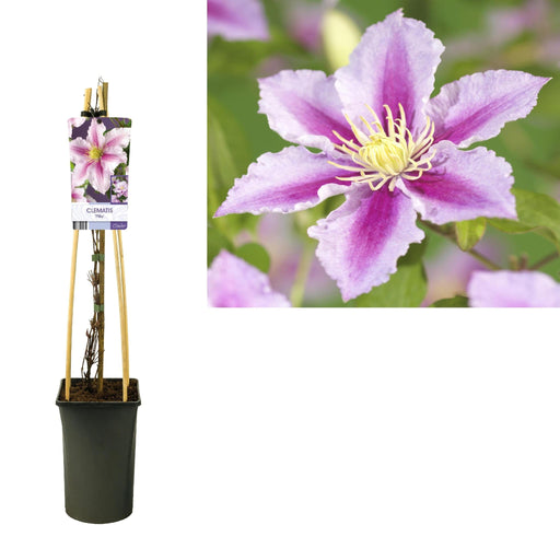 Clematite Pillu Lilla Pink D17Cm H75Cm