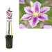 Clematite Pillu Lilla Pink D17Cm H75Cm