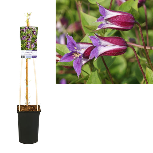 Klematis Prins William D17Cm H75Cm