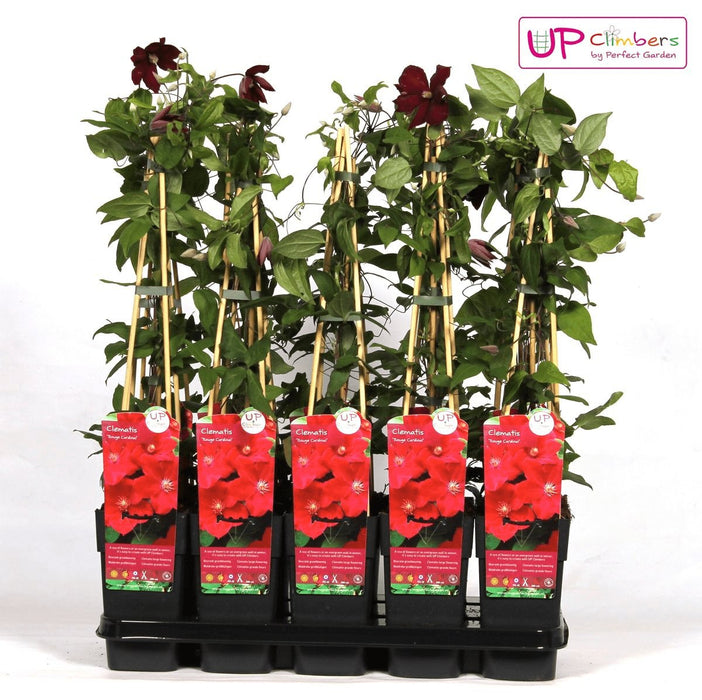 Clematite Red Cardinal - ↨65Cm - Ø15 - Klatreblomstrende Udendørsplante