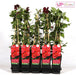 Clematite Red Cardinal - ↨65Cm - Ø15 - Klatreblomstrende Udendørsplante