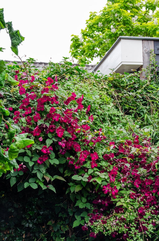 Clematite Red Cardinal - ↨65Cm - Ø15 - Klatreblomstrende Udendørsplante