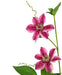 Kunstig Dobbeltviolet Klematis