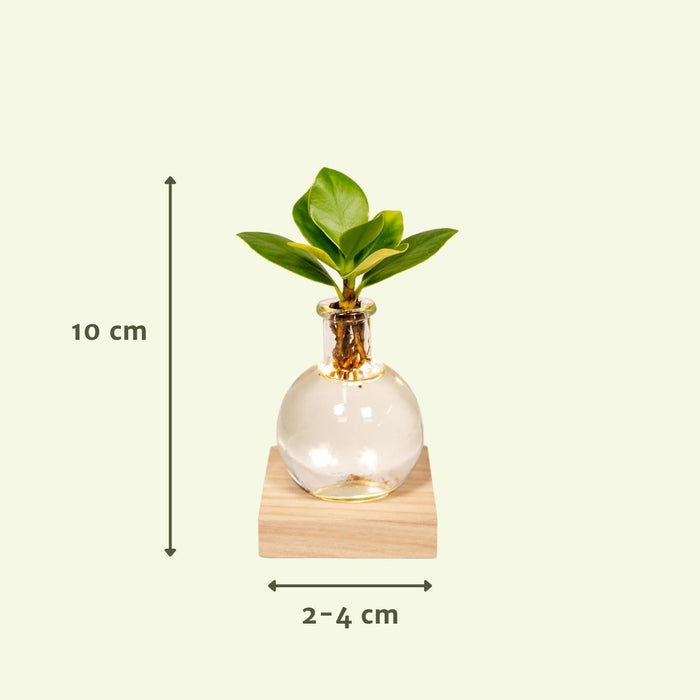 Samoa Glas Clusia Med Led Belysning - 10 Cm - Ø4