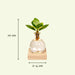 Samoa Glas Clusia Med Led Belysning - 10 Cm - Ø4