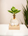 Samoa Glas Clusia Med Led Belysning - 10 Cm - Ø4