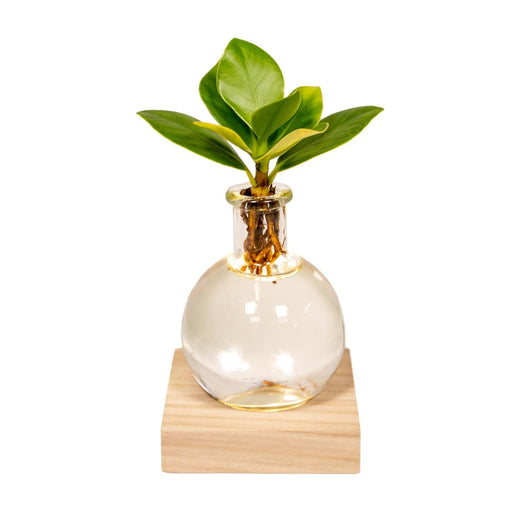 Samoa Glas Clusia Med Led Belysning - 10 Cm - Ø4