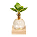 Samoa Glas Clusia Med Led Belysning - 10 Cm - Ø4