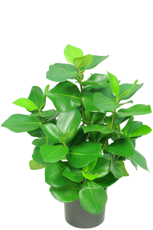 Clusia - Kunstig Grøn Plante