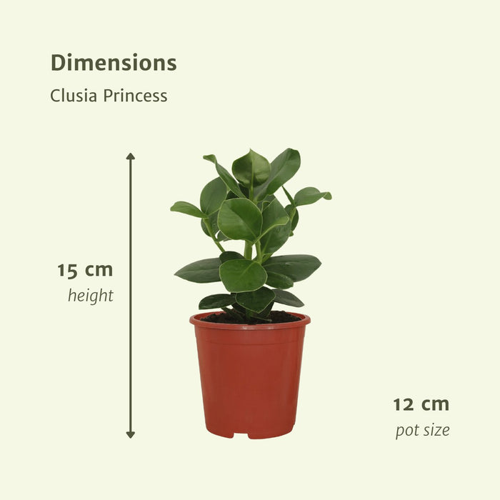 Clusia Princess - Sæt Med 2