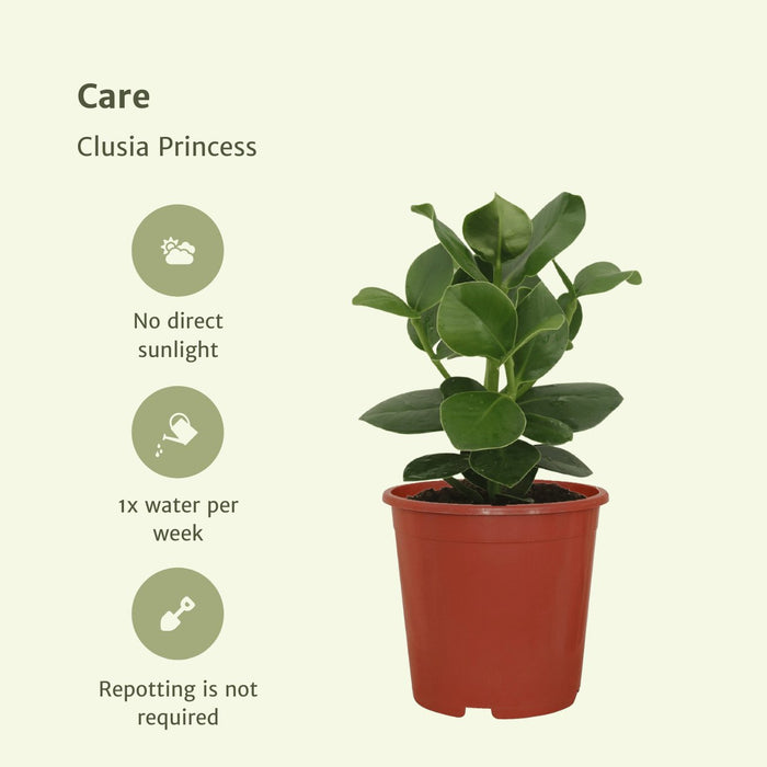 Clusia Princess - Sæt Med 2