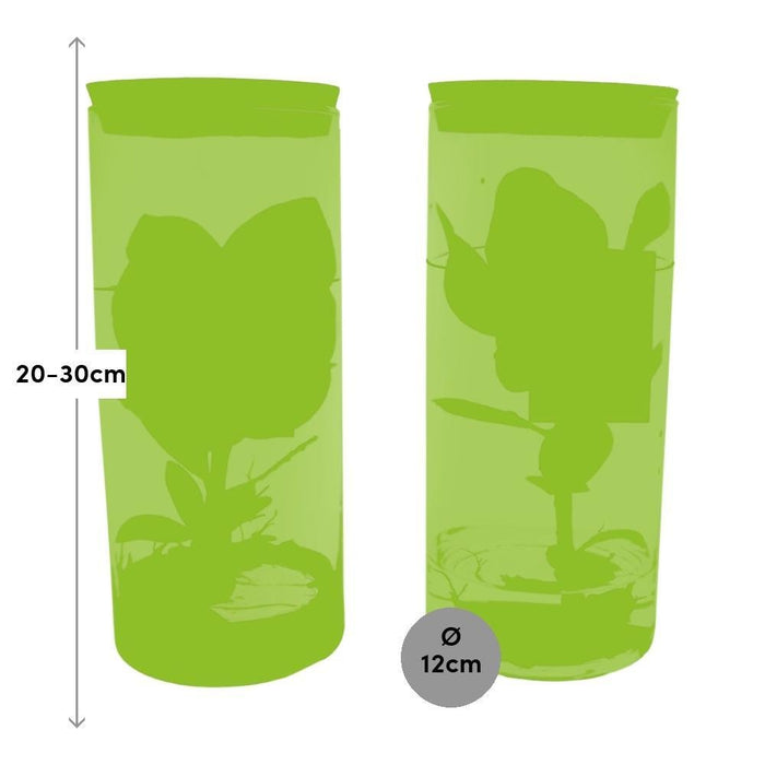 Clusia Rosea Prinsesse