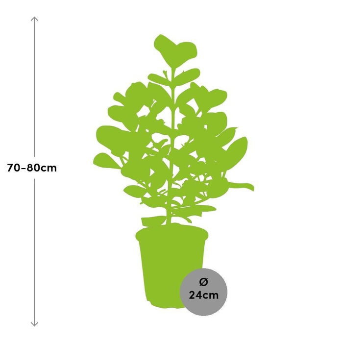 Clusia Rosea Prinsesse