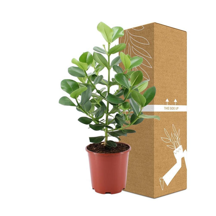 Clusia Rosea Prinsesse