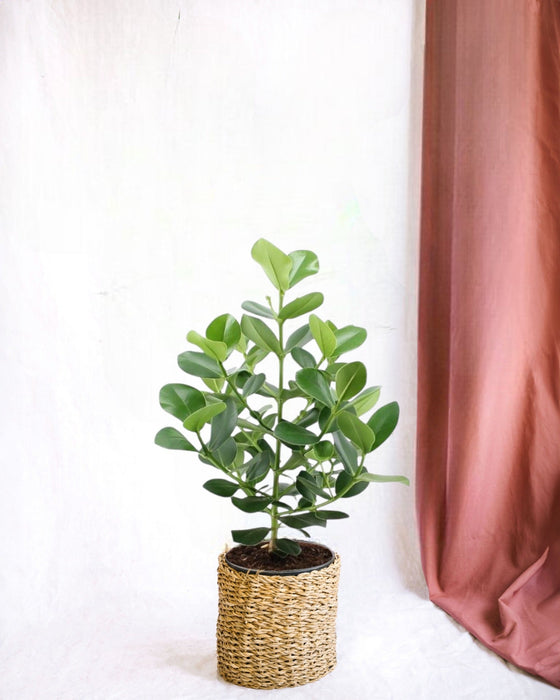 Clusia Rosea Prinsesse