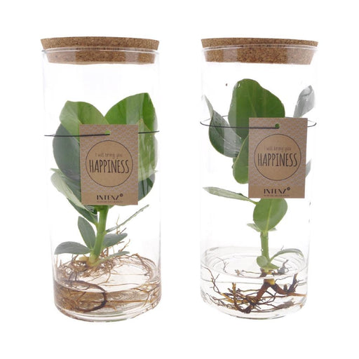 Clusia Rosea Prinsesse