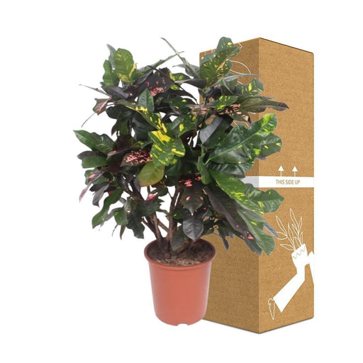 Codiaeum Storslået