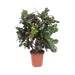 Codiaeum Storslået