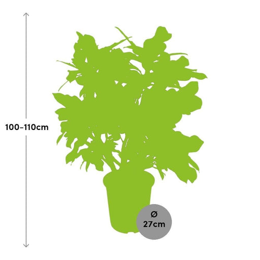 Codiaeum Storslået