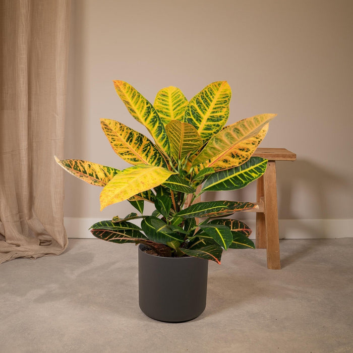 Codiaeum Petra Croton