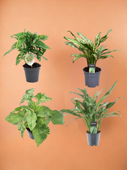 Æske Med 4 Sjældne Forurenende Planter