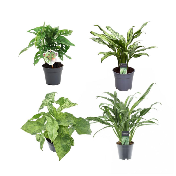 Æske Med 4 Sjældne Forurenende Planter