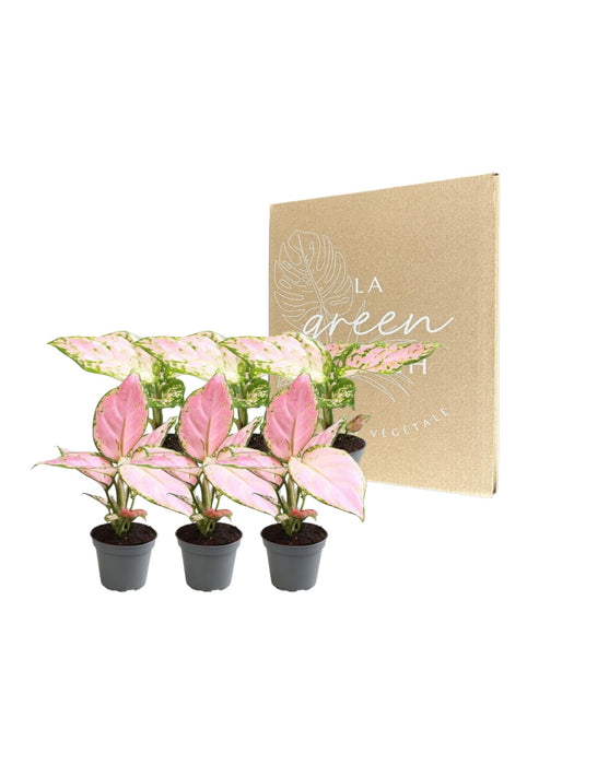Aglaonema Æske - Sæt Med 6 Planter