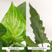 Alocasia Cucullata Æske - Sæt Med 2 Planter