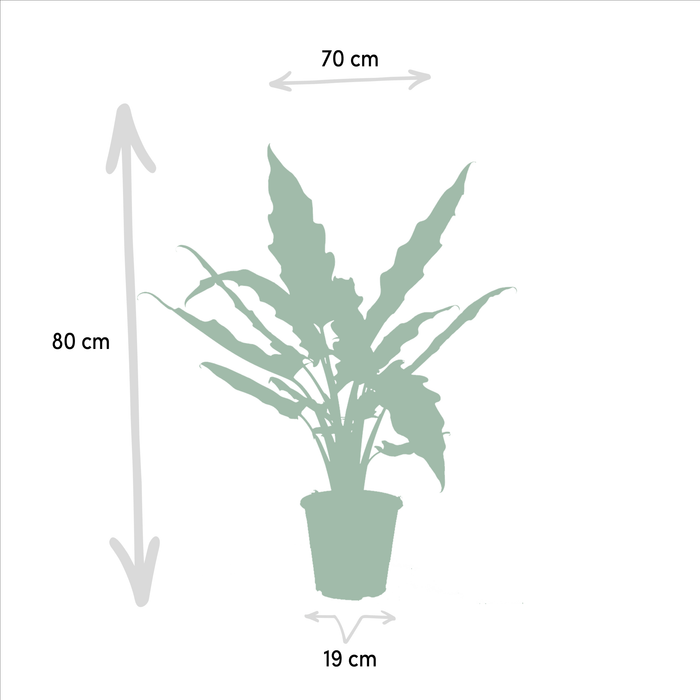 Alocasia Cucullata Æske - Sæt Med 2 Planter